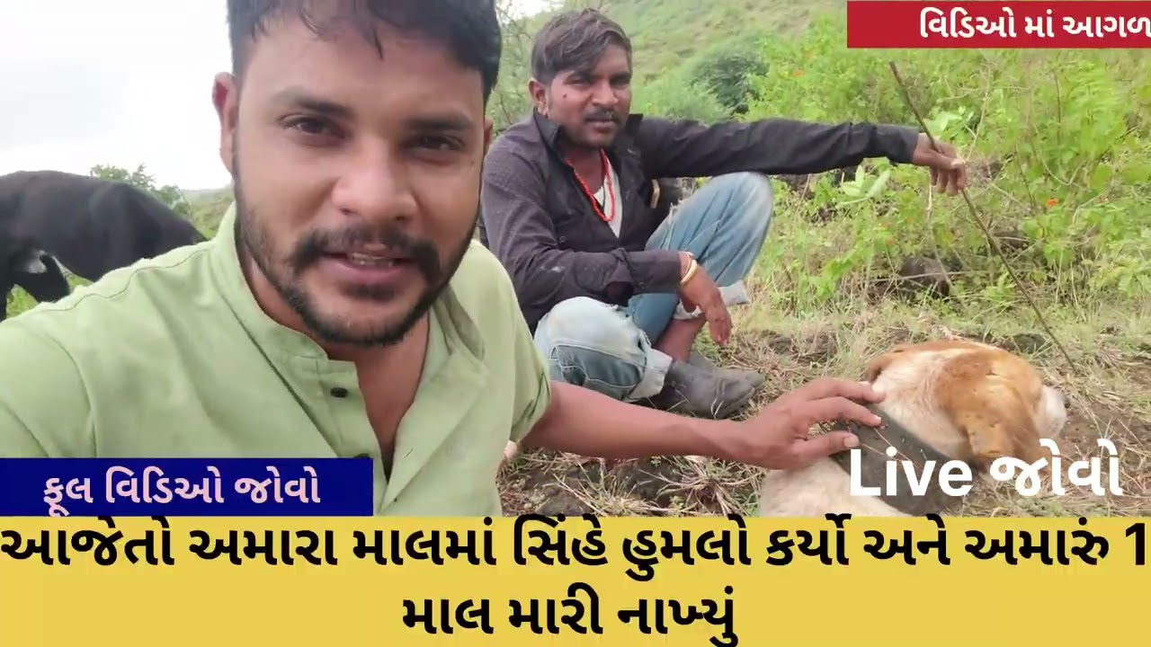 Viral video in vlogs.. ગાંડી ગીર in તાલડા gujrat 
