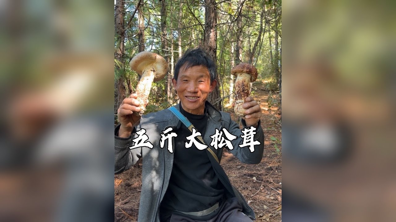 父子采松茸今年最高光的时刻，一个菌窝拿下了5斤大松茸