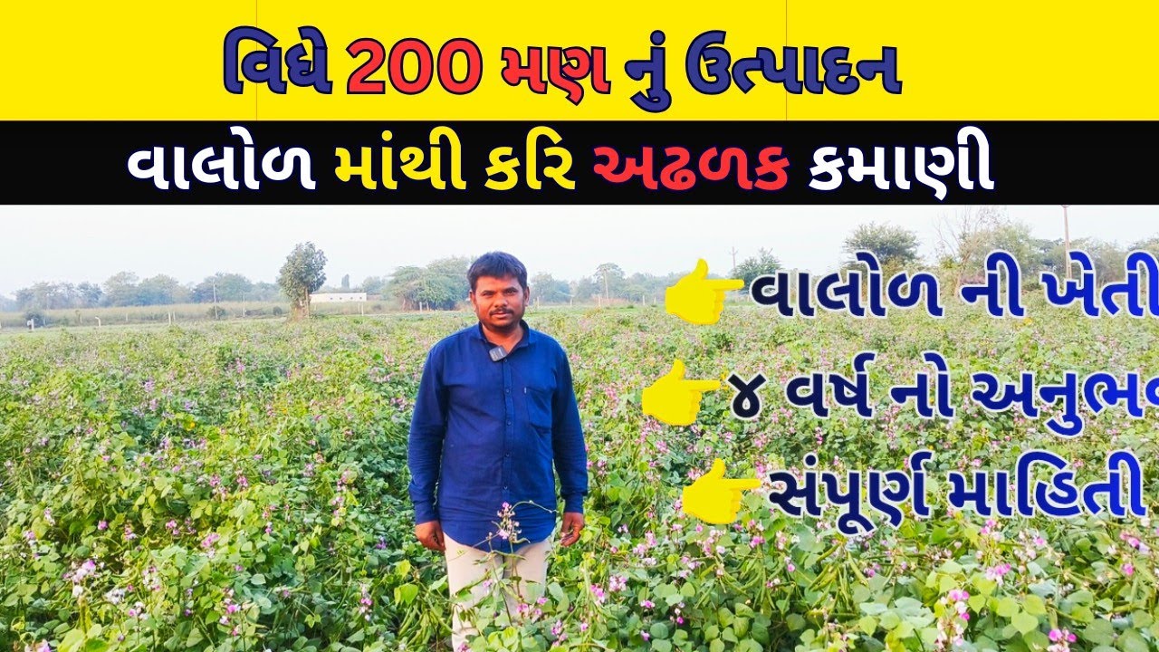વાલોળ ની ખેતી ૨૦૦ મણ થી વધુ ઉત્પાદન @Farmingzone4 