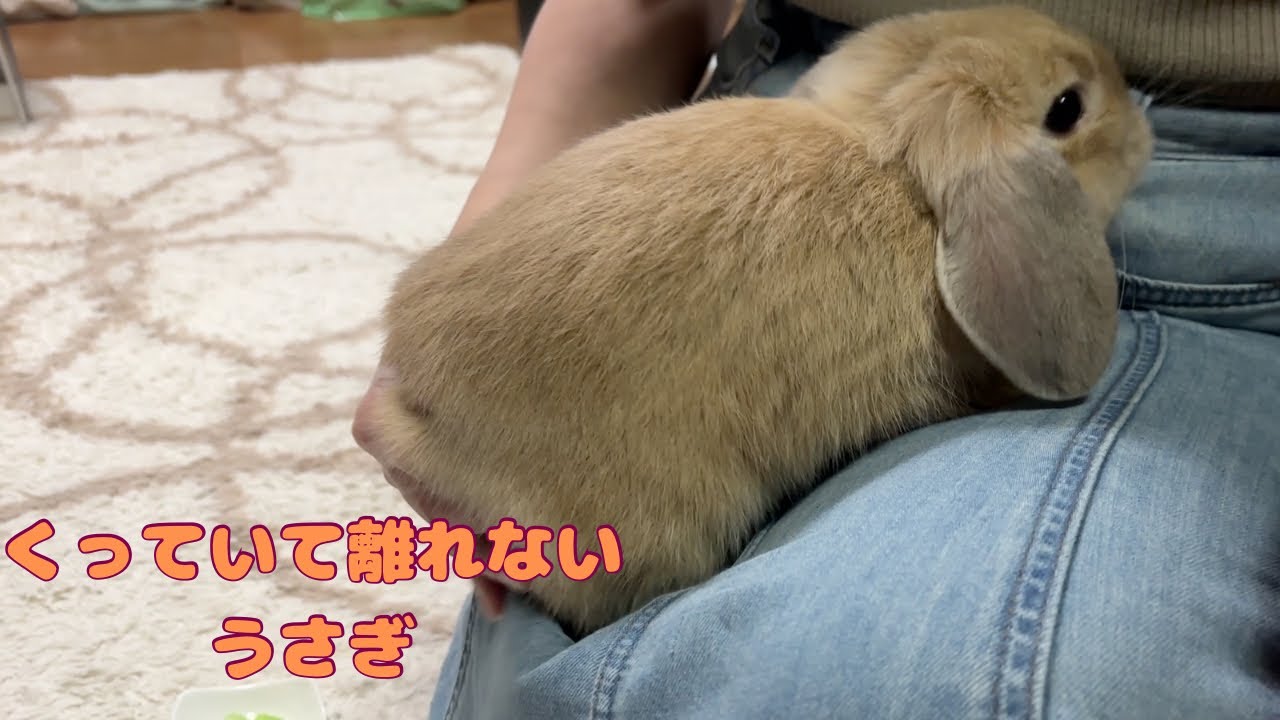 めちゃくちゃ人の後をついてくるこじろー
