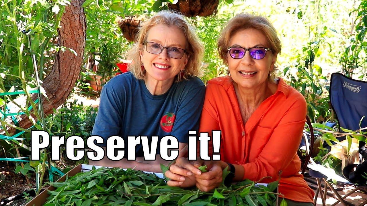 HARVESTING LEMON VERBENA, MINT for TEA | Fan Visit