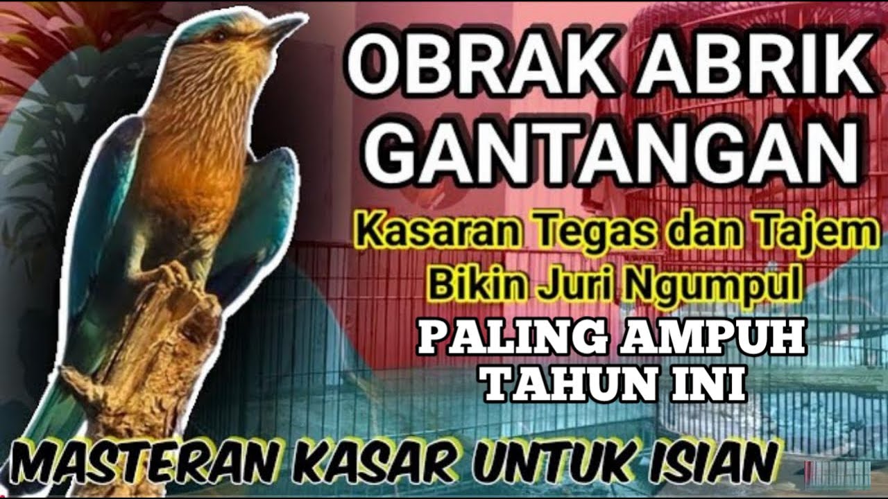 Masteran Sultan 🔥 Materi Mewah untuk Burung Juara