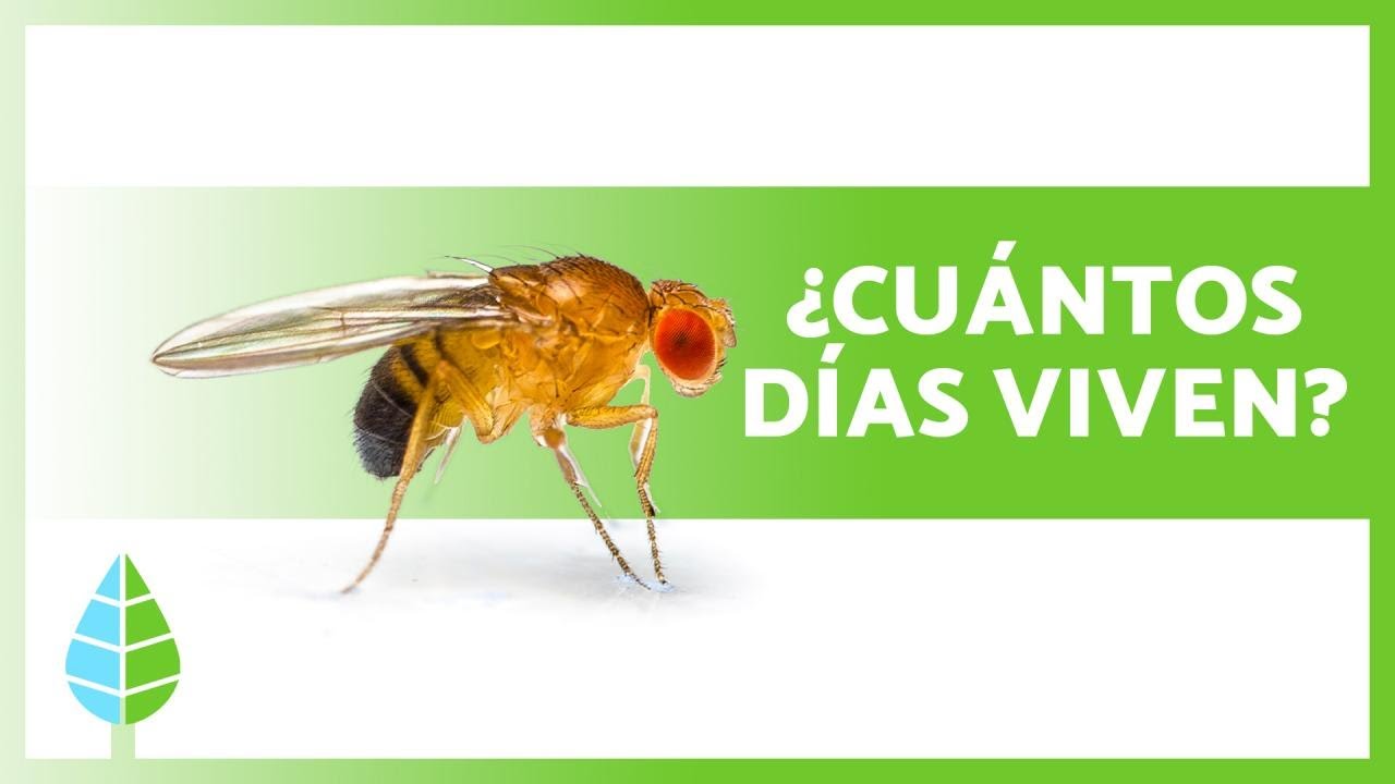¿Cuánto VIVE una MOSCA? 🦟 (Ciclo de vida de las moscas)