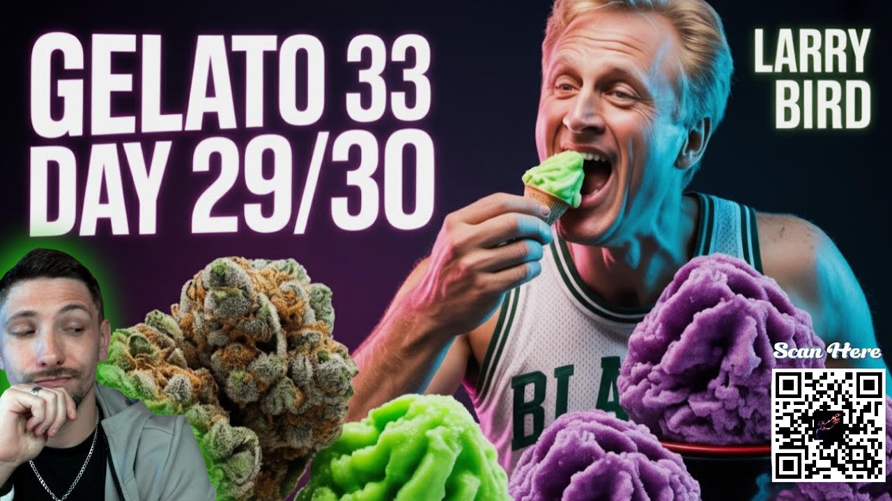 Gelato 33 Review 🌿 | JK Distro Summer Harvest Day 29/30 | Frostiest Cut Yet?!