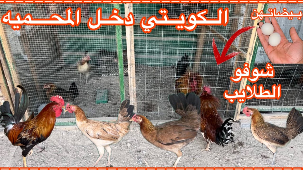جبتلكم ديج 🐓ودجاجتين🐔كويتيات خط اول🥰فحصت البيض🥚شوفو الكارثه😱