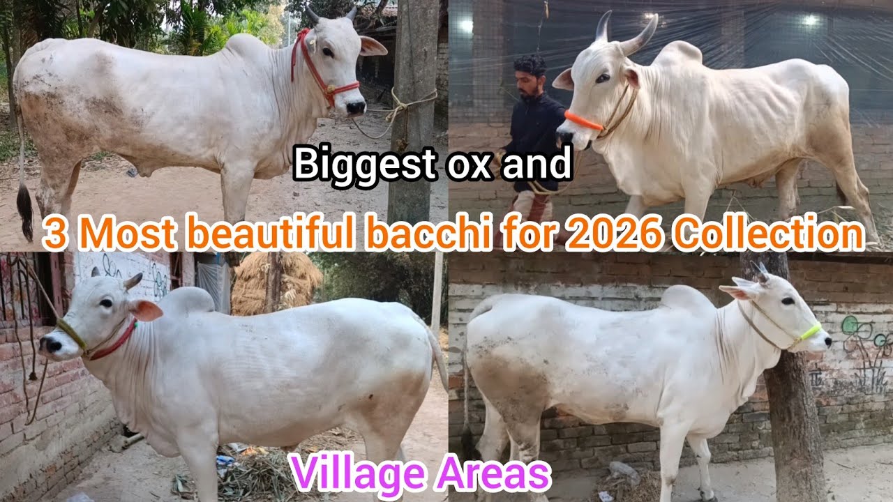 BIGGEST OX AND 3 BACCHI COWS COLLECTION FOR 2026 VILLAGE AREAS |@TheHomeofGoru Lovers