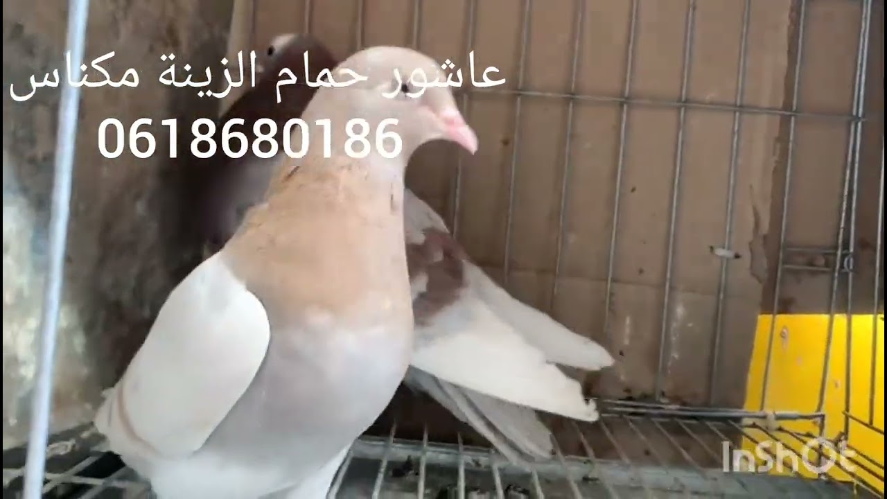 سلام وعليكم الإخوان ليومة جبنا ليكم حمام انواع واشكال باش نتولعو كاملين وديما الحمام الطوب🤤💯