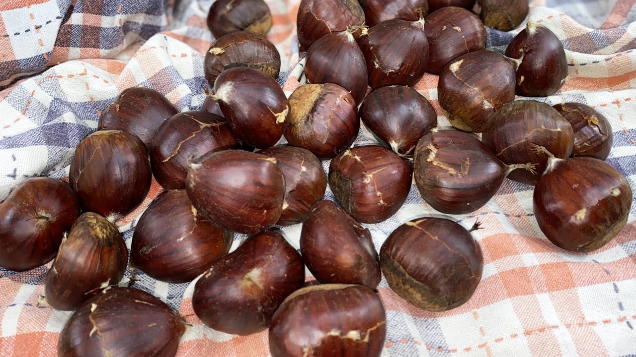 COME CONSERVARE LE CASTAGNE PER AVERLE FRESCHE TUTTO L'ANNO