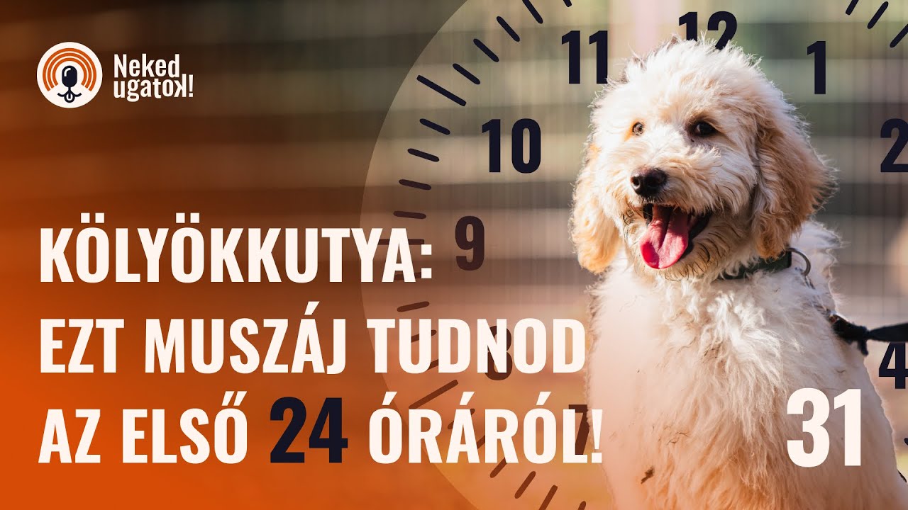 Kölyökkutyát vittél haza? Így csináld jól az első napot! | #31