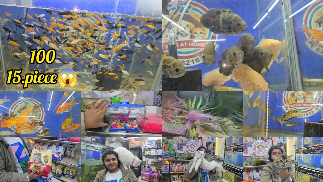 Pets at home | Sunday special offer on fishes | good quality | mogulpura | Hyderabad.