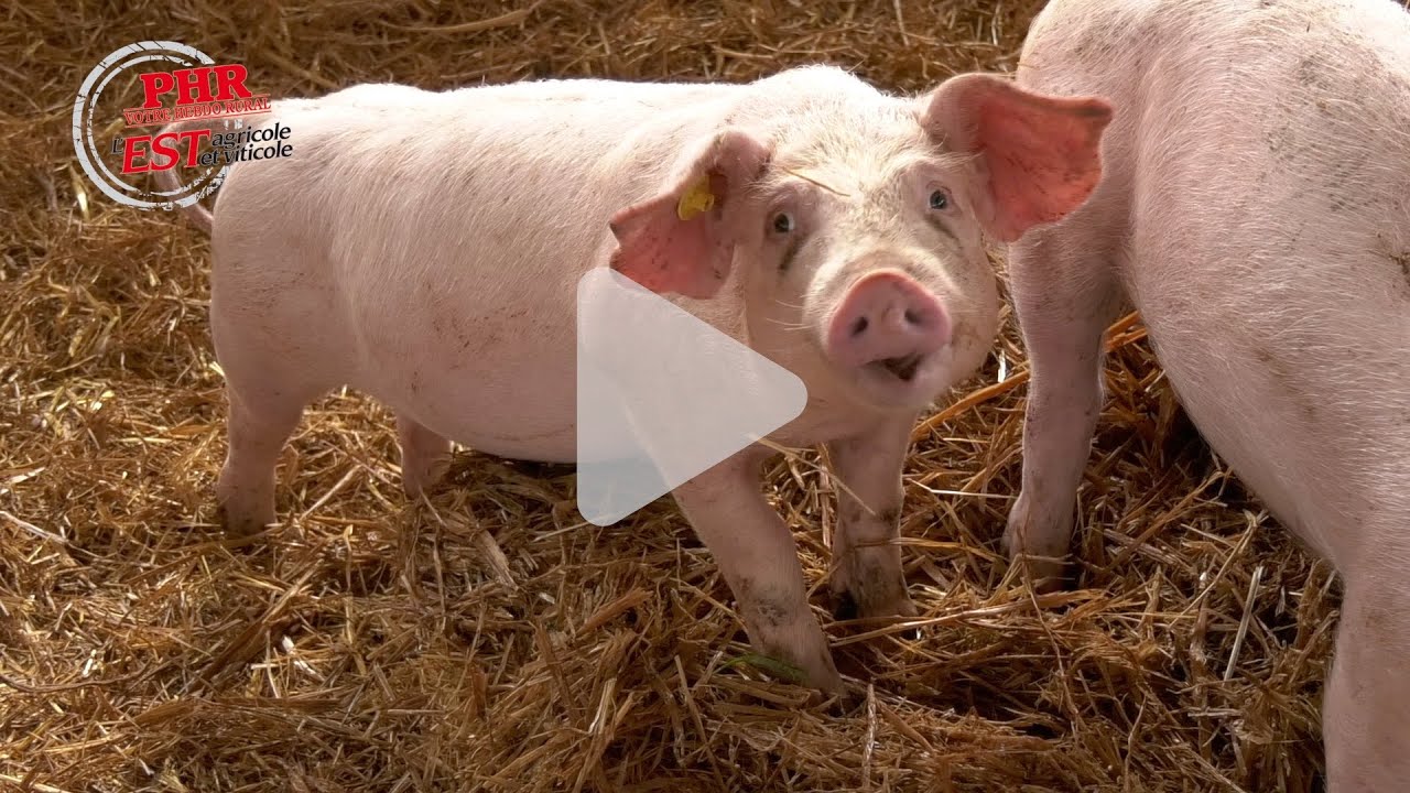 Ferme du Faellig : un bâtiment porcin sur paille avec parcours extérieurs