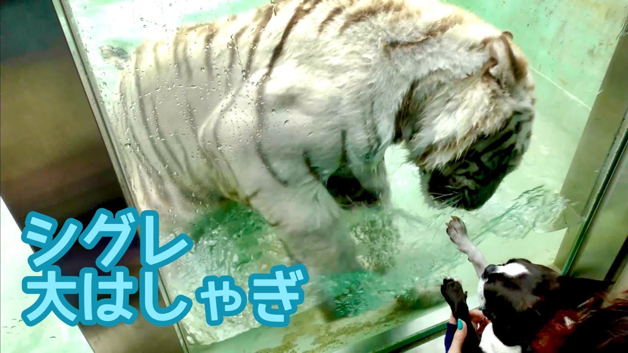 ホワイトタイガー　シグレくん　ワンちゃんを見て大はしゃぎ【伊豆アニマルキングダム】White tiger Shigure-kun Izu Animal Kingdom 