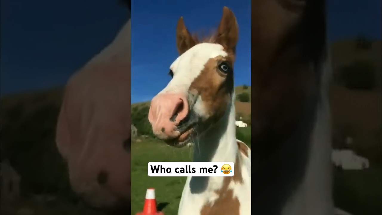 Horses Neighing Funny - Cute Animals Videos #shorts #funnyshorts