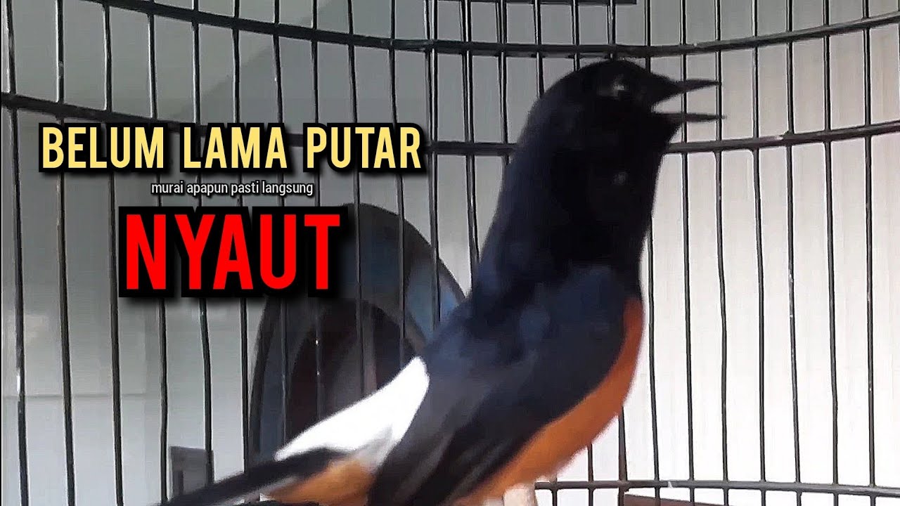 murai batu gacor AMPUH buat PANCINGAN murai batu agar bunyi JADIKAN burung murai gacor EMOSI NYAUT