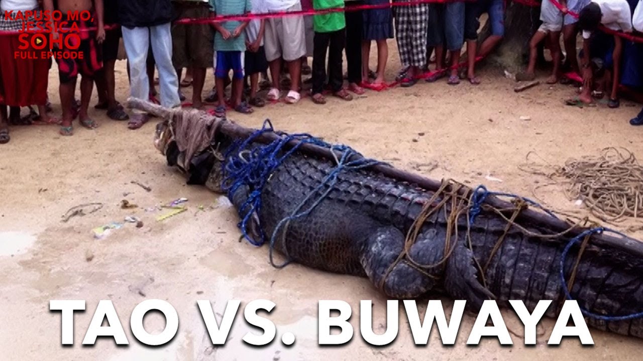 Naglalakihang mga buwaya… umaatake sa isang bayan sa Palawan? | Kapuso Mo, Jessica Soho