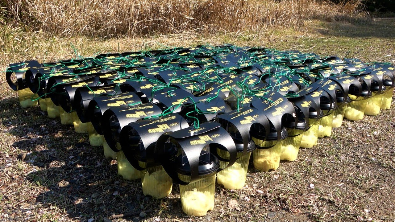 山にスズメバチトラップを100個仕掛けた結果...