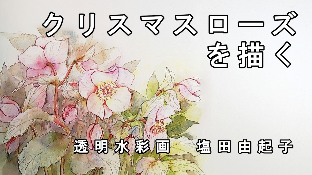 【透明水彩画】クリスマスローズを描く