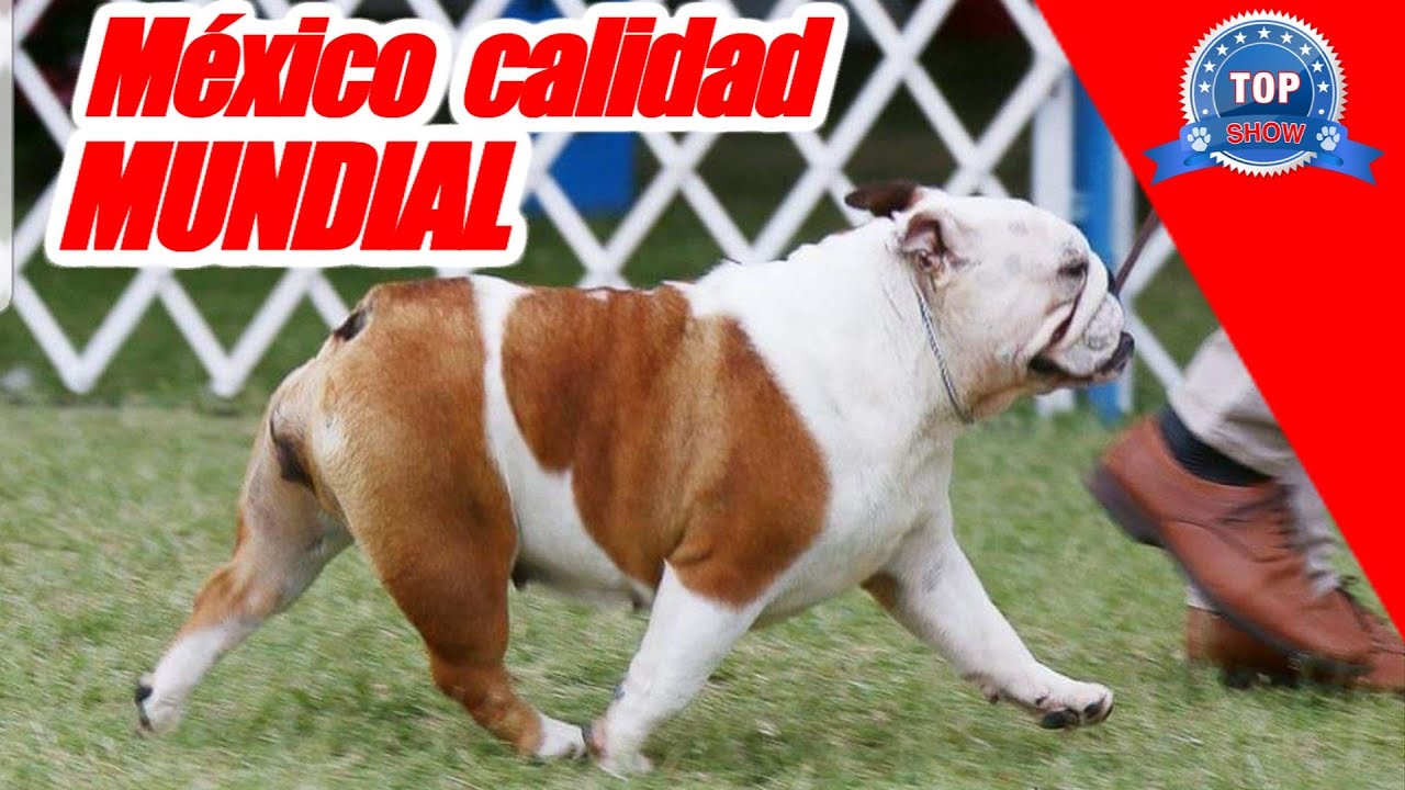 BULLDOG INGLÉS 