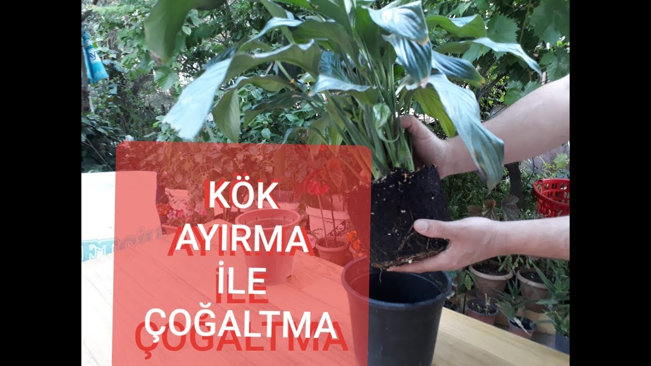 BARIŞ ÇİÇEĞİ NASIL ÇOĞALTILIR?