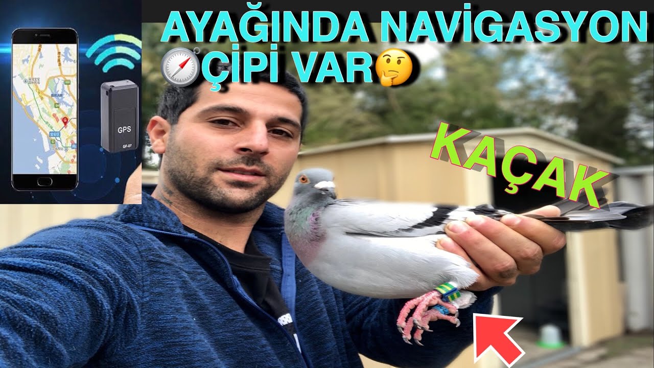 AVUSTRALYADA iLK KAÇAGIMI YAKALADIM  AYAĞINDA TAKİP CİHAZI VAR🤔