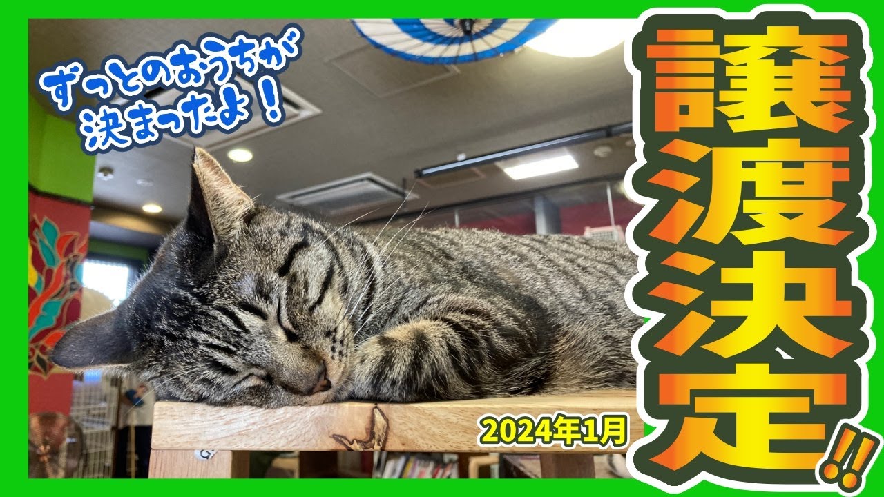 【2024年1月卒業】ずっとのおうちが決まったよ！〜正式譲渡が決定した保護猫さんたちをご紹介します〜