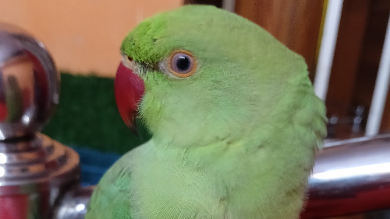 Dimpal Yadav 10.M views  is live ringneck parrot live stream