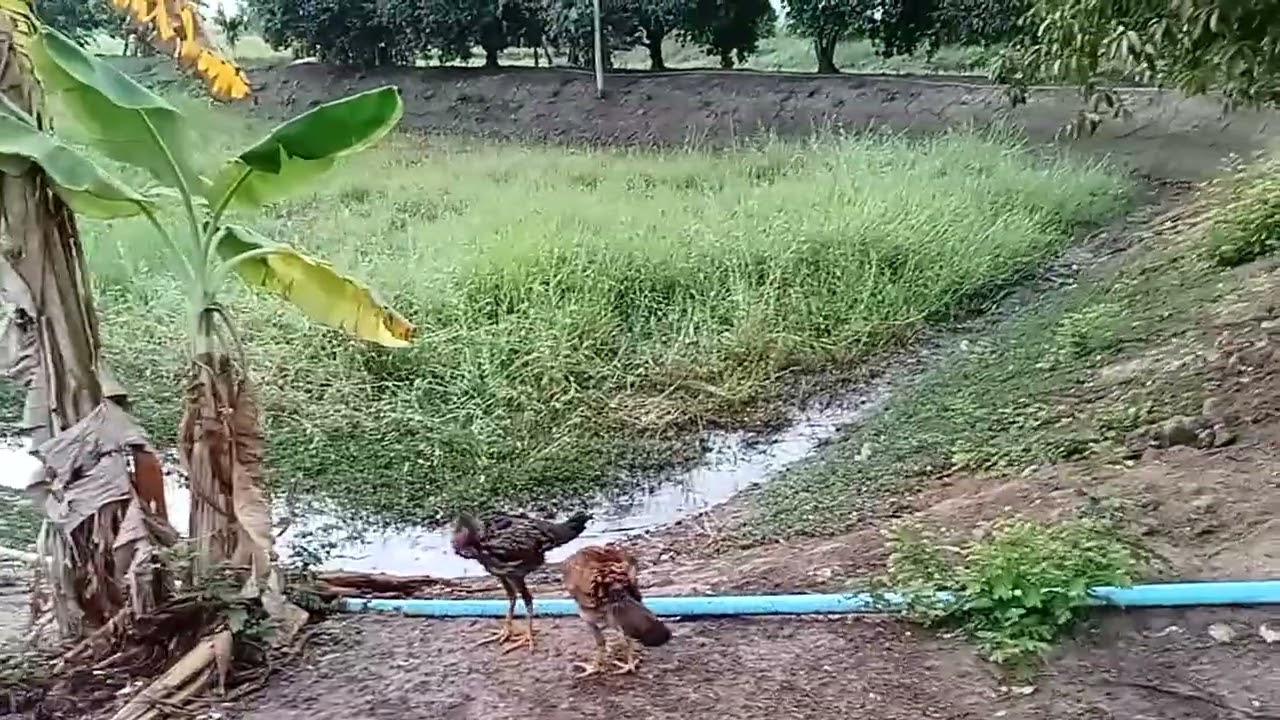 ฝนตกอย่างแฮงไก่เปียกหมด