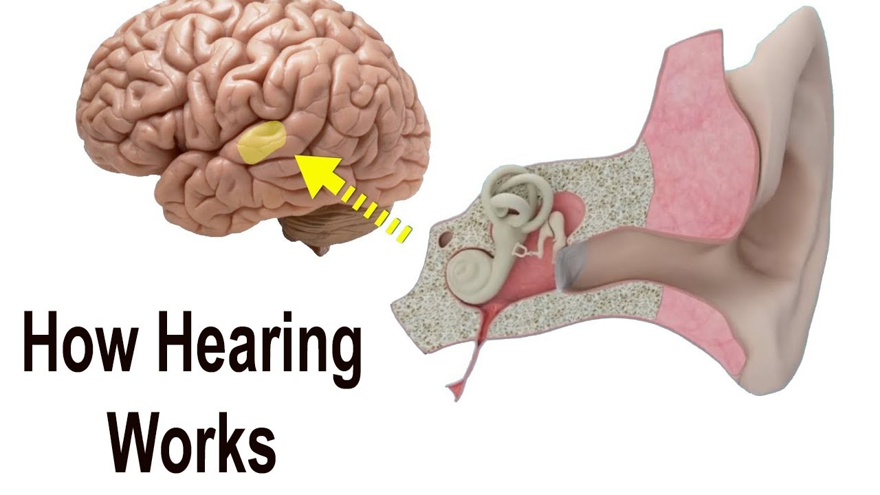Normal Hearing & Sound Perception - How It All Works