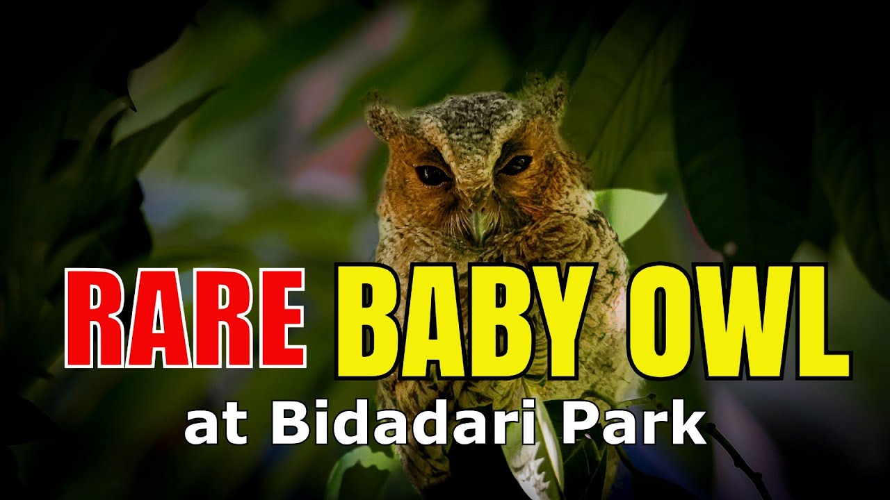 Rare Baby Collared Scops Owl Spotted in the Wild | Singapore Birdwatching