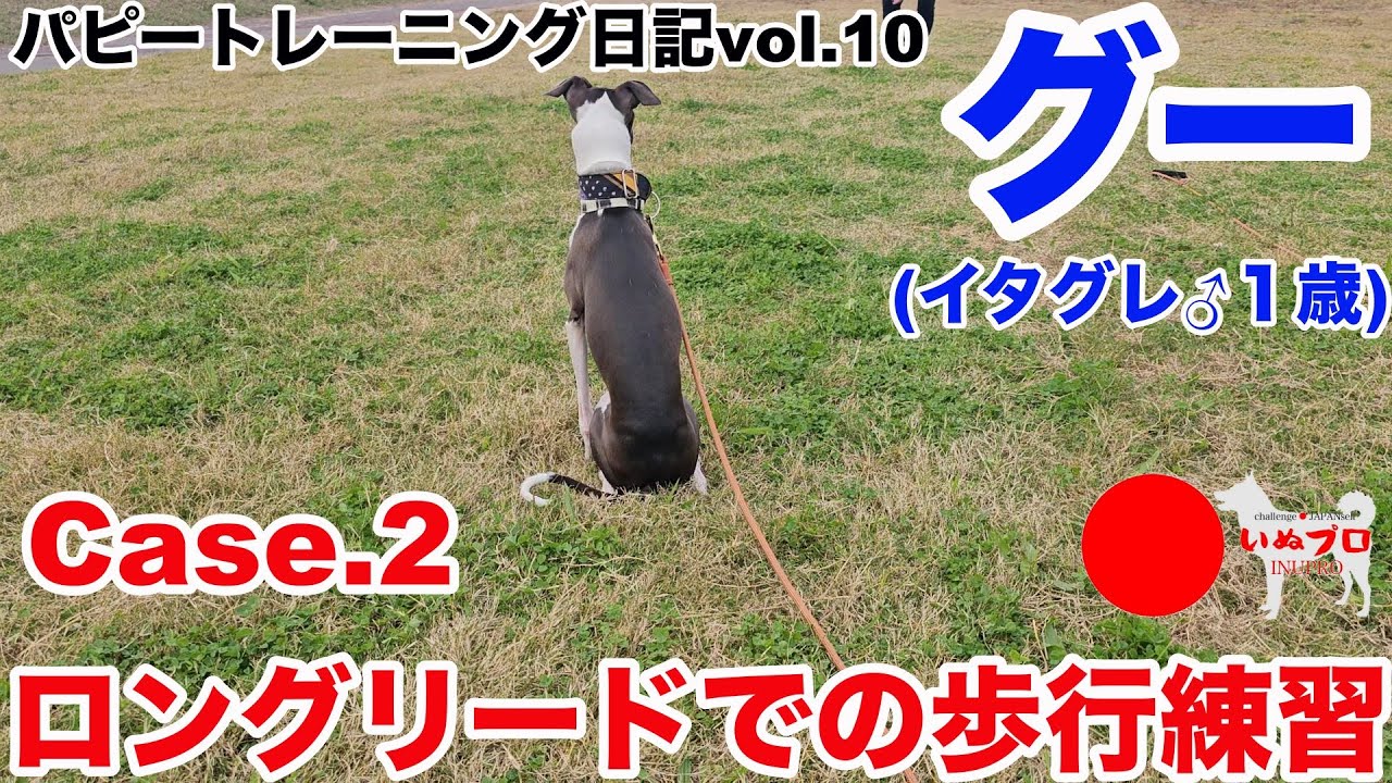 【イタグレ♂１歳】グーのパピートレーニング日記〈第10弾〉Case.2 ロングリードでの歩行練習　いぬプロ　inupro　パピートレーニング　子犬　しつけ
