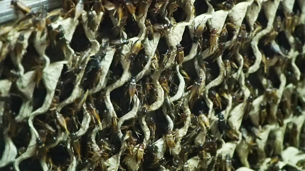 The Life Cycle of a Cricket | Modern Breeding and Production of Crickets