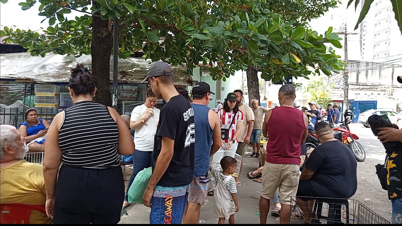 MERCADO DA MADALENA, FEIRA DE LINDOS FILHOTES DE RAÇA DISPONÍVEIS!