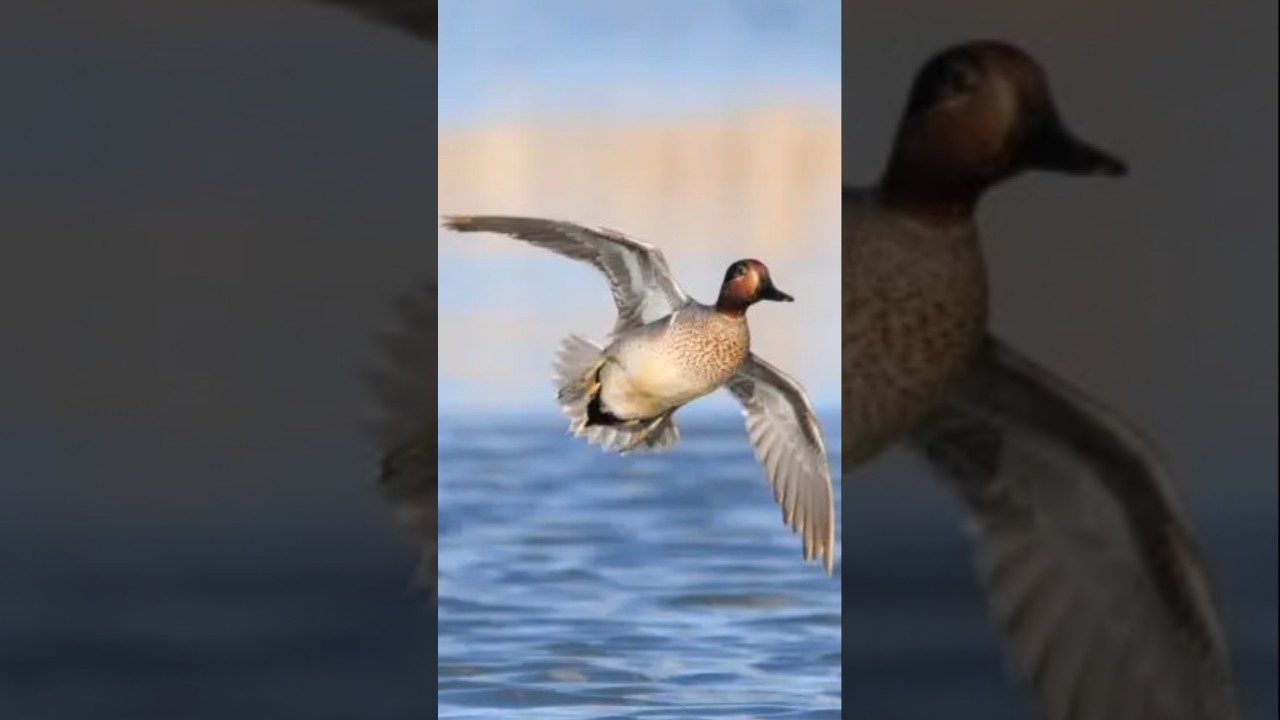 Teal Duck Call #birds #waterfowl #duckhunting #ducksound
