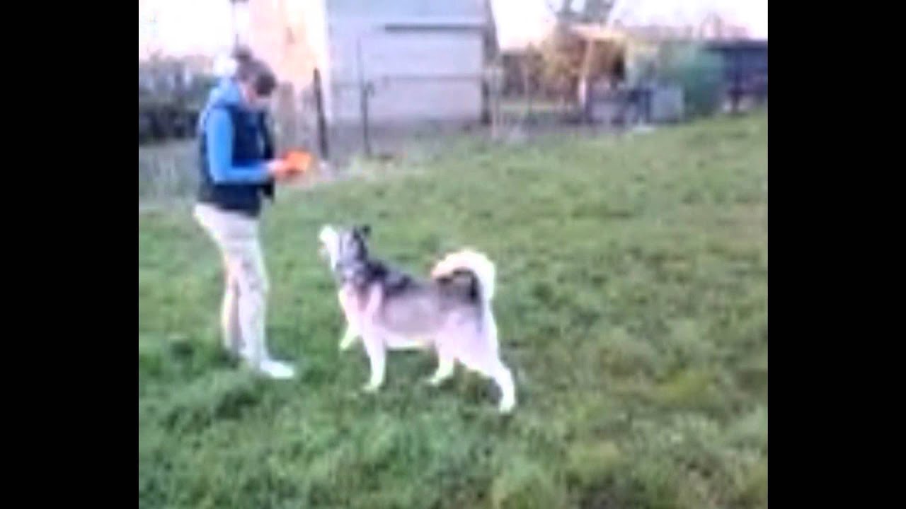 Husky Frisbee
