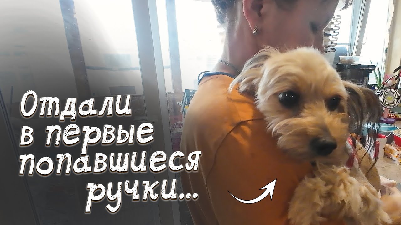 Мохнатая семья разрастается. Сразу 3 питомца за 1 поездку!