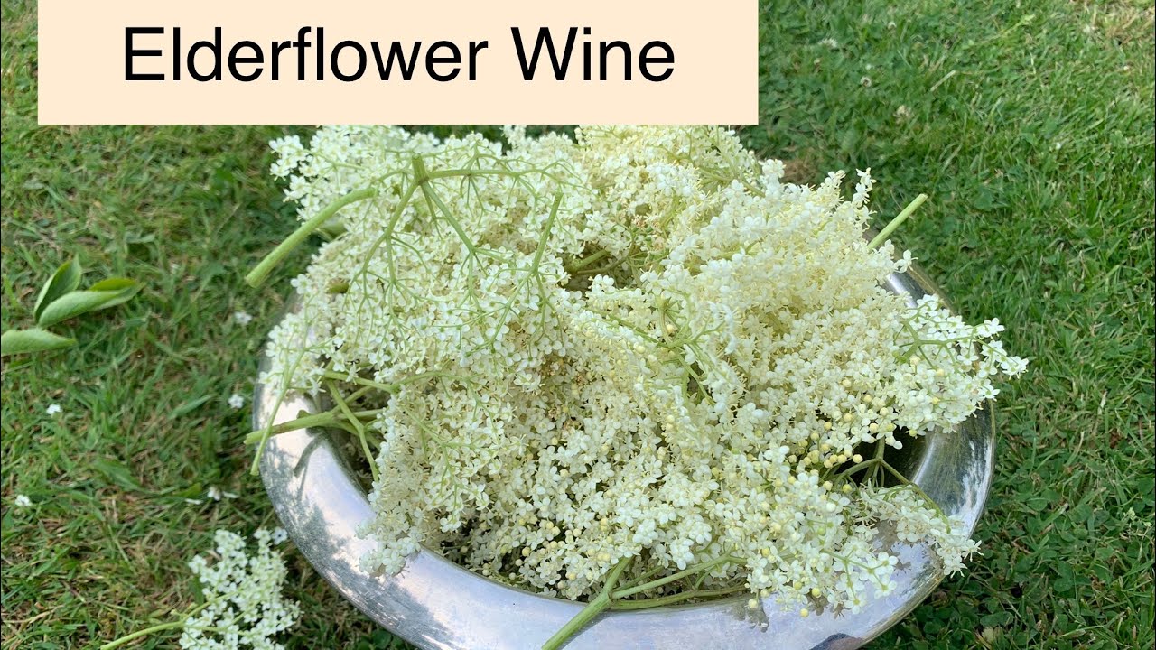 Elderflower Wine - Part 1