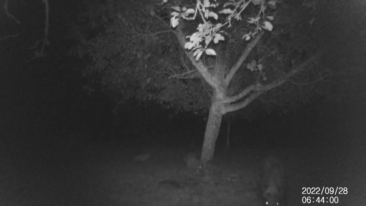 Wildschwein-Wimmelvideo