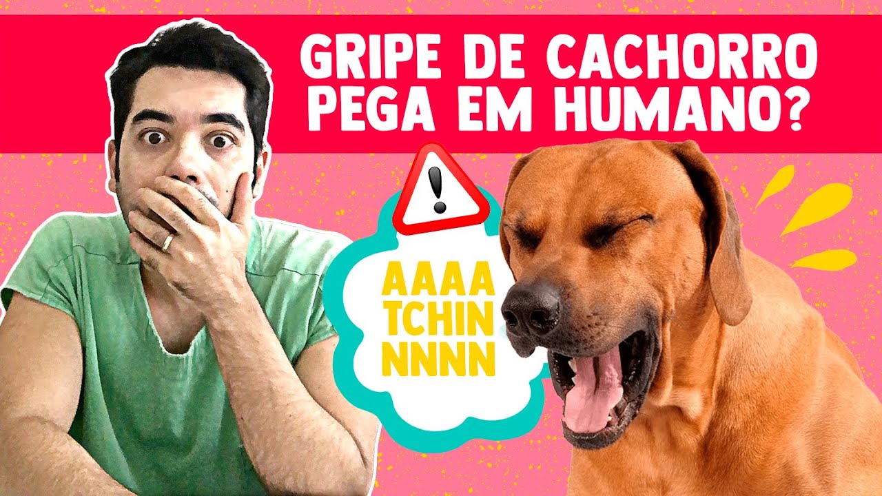 GRIPE DE CACHORRO PEGA EM HUMANO? Ententa sobre os Sinais da Gripe, Tratamento e Prevenção.