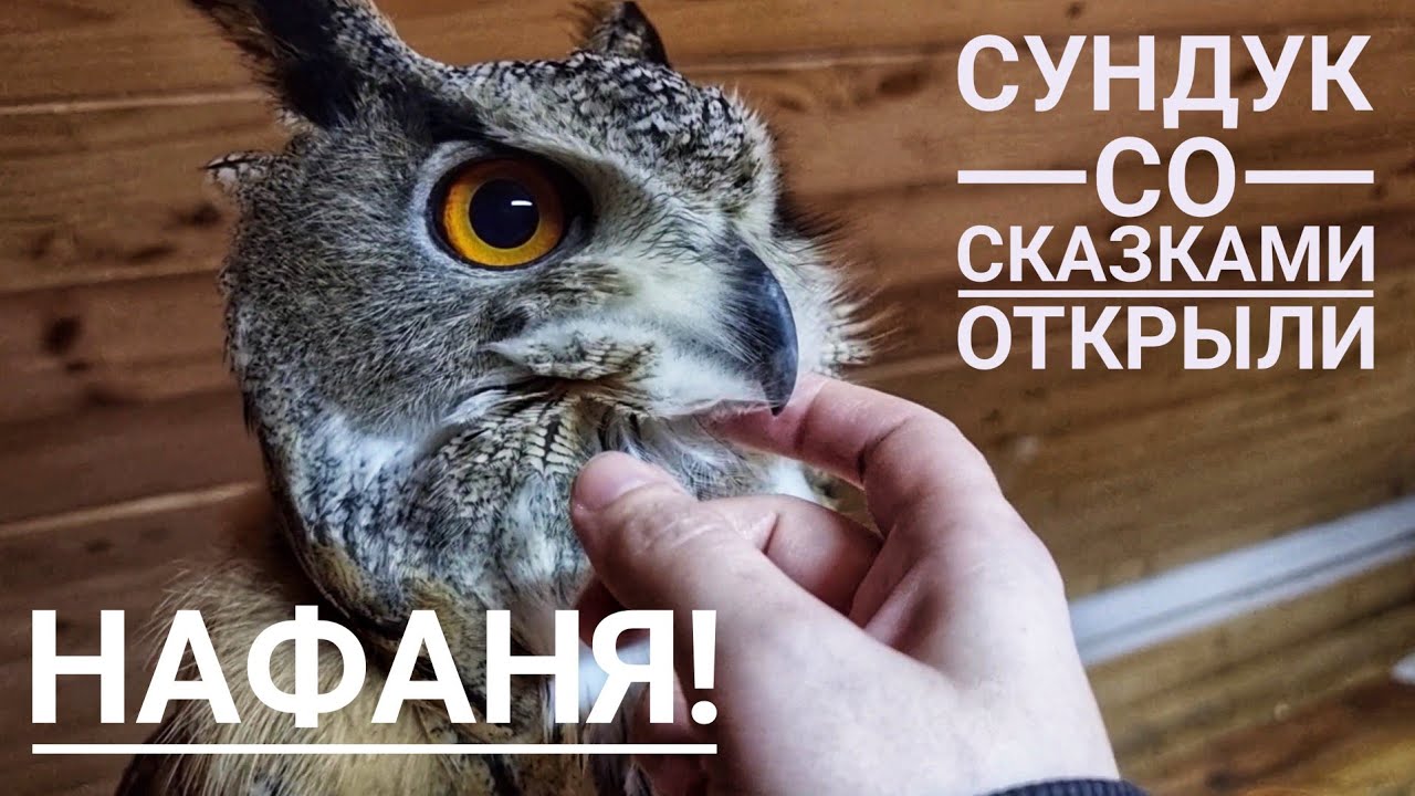 Филин Нафаня - сахарок моего сердечка. @Сергей Ярцев о мостах и храмах