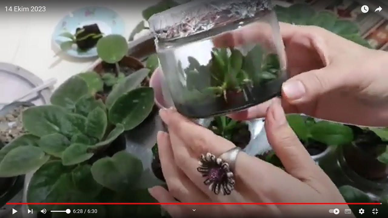 BEBEK ORKİDELER 5 AYLIK ODA ORTAMINA TAŞINIYOR
