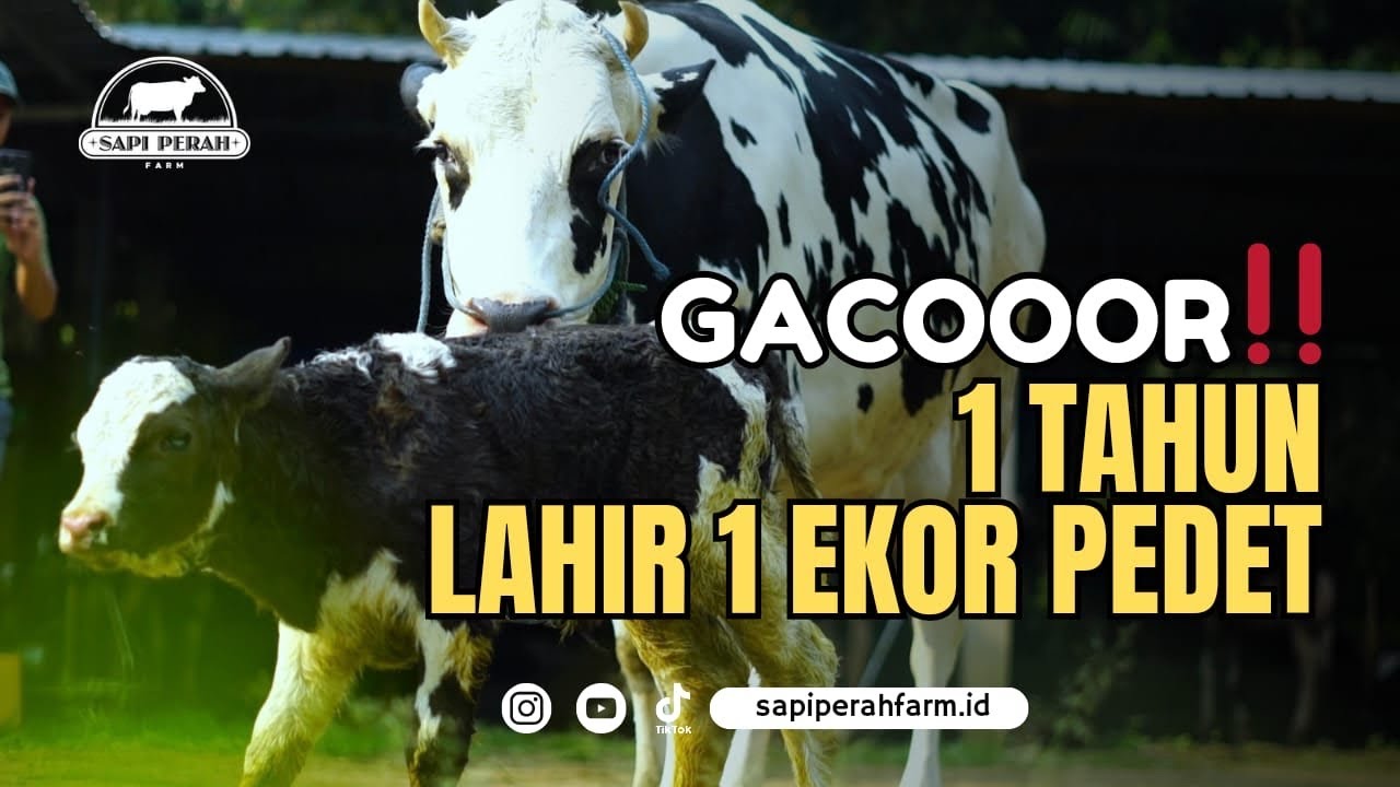 BUDIDAYA SAPI PERAH START DARI PEDET SEHARGA RP 3 JUTA , BUTUH WAKTU BERAPA LAMA? UNTUNG/BUNTUNG ?!