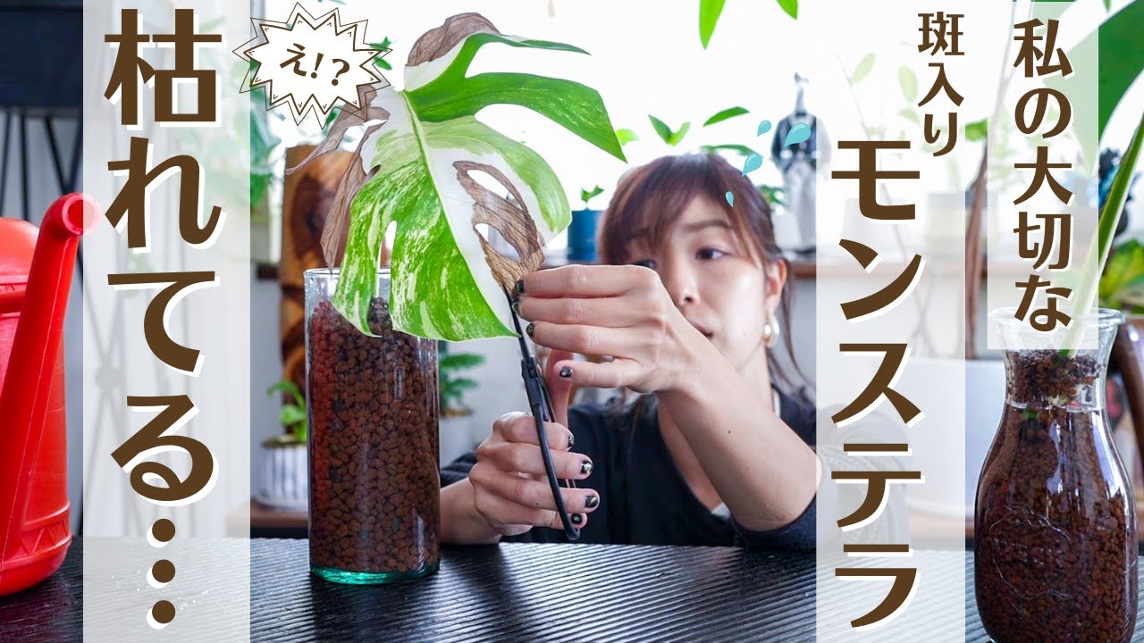 【斑入りモンステラが枯れた！？】ハイドロカルチャーにしたモンステラのその後