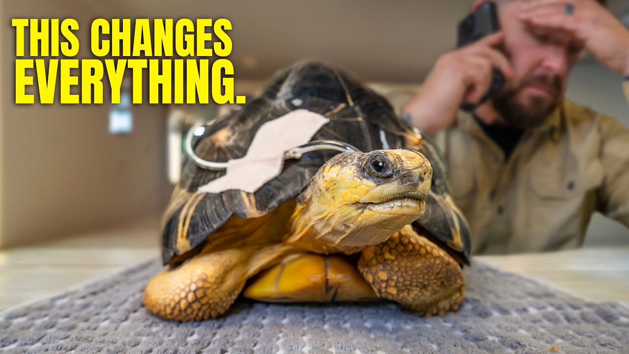 Tortoise Impacted with Stone Receives Life Altering Test Results: Does She Have a Chance?