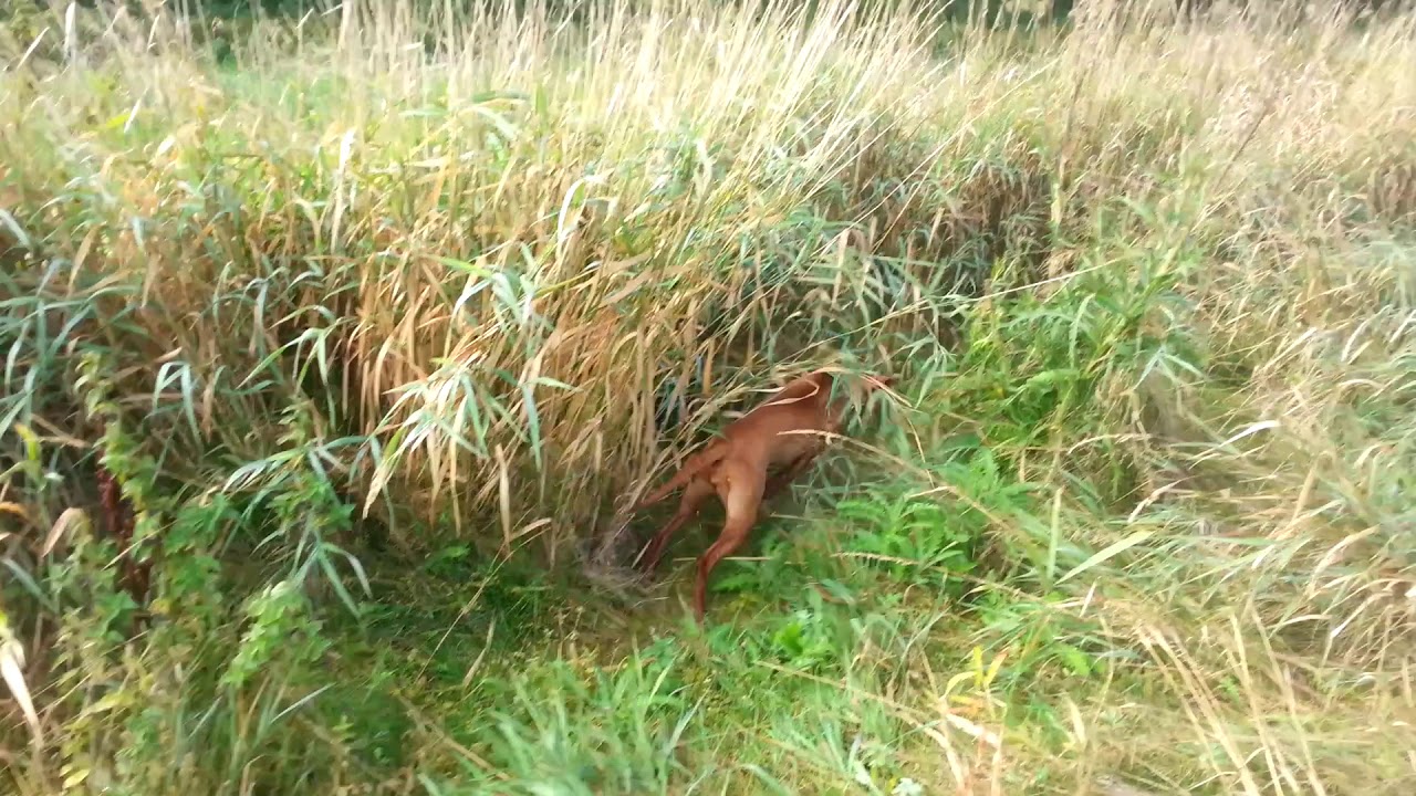 Vizsla pointing-puppy 4,5 months / Maďarský ohař vystavuje 4,5 měsíce
