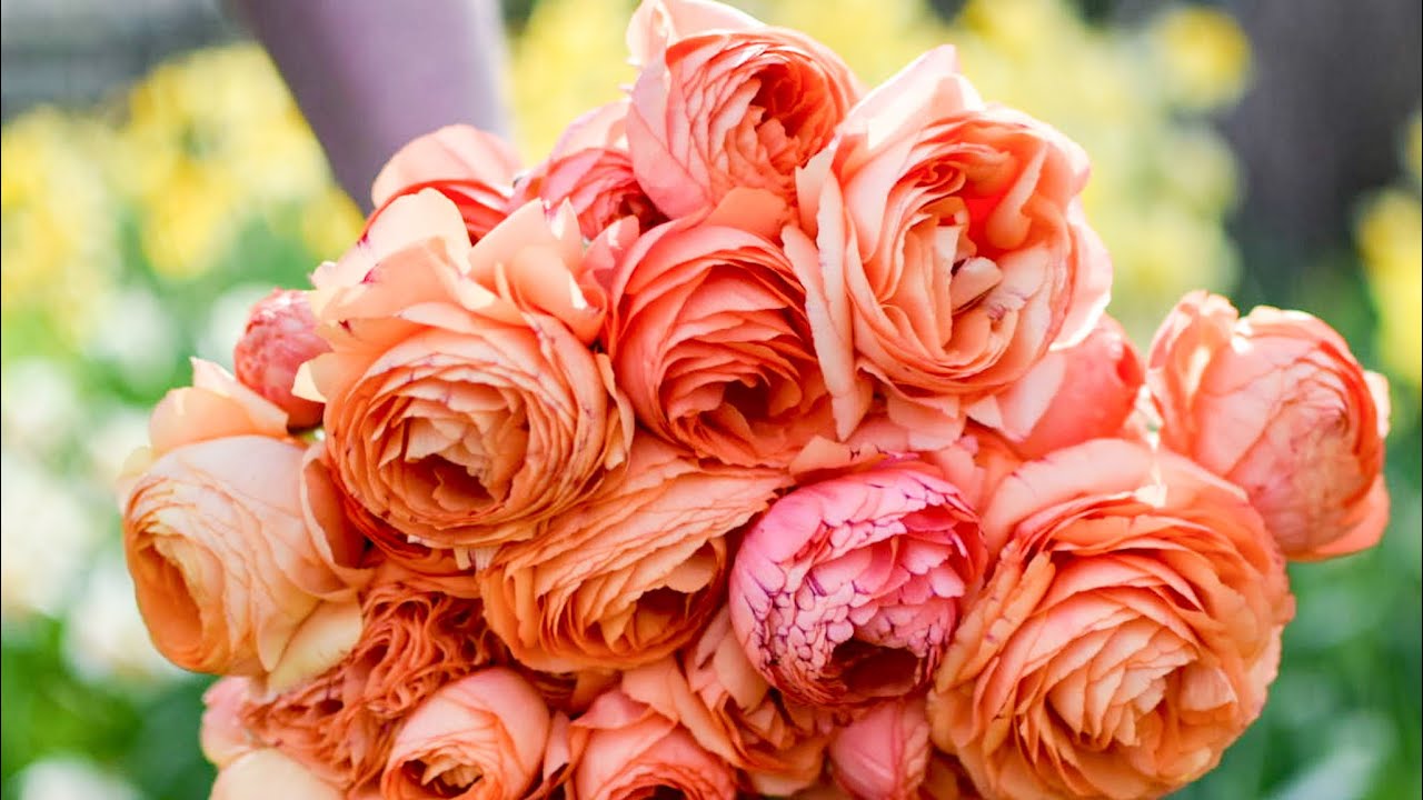 Harvesting Flowers - Cutting and Conditioning Ranunculus