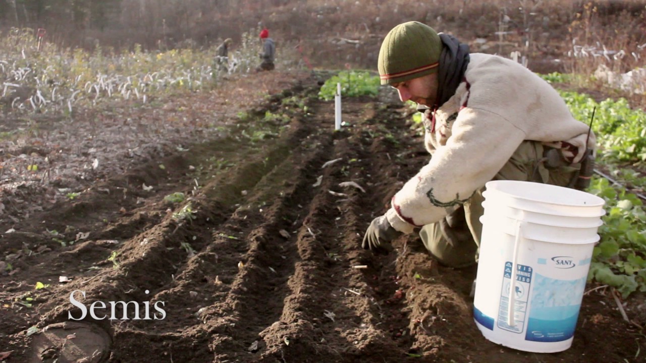 La Pépinière Aux Arbres Fruitiers