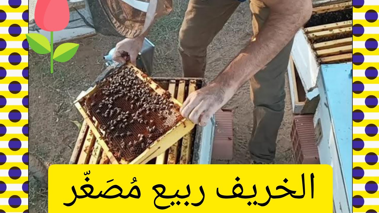 توسّع النحل في الخريف
