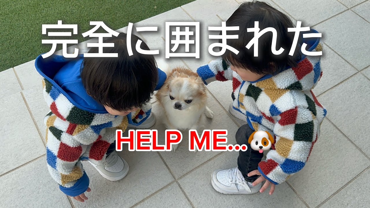 双子VSチワワ🐶💨 勘弁して…なワンワンと追いかけ隊【1歳11ヶ月】