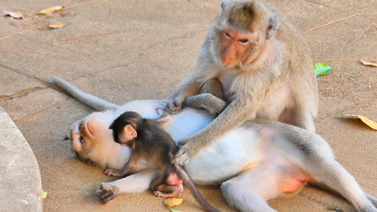Young Mother Monkey RANY sleep open stomach give milk baby RAMOS so cute
