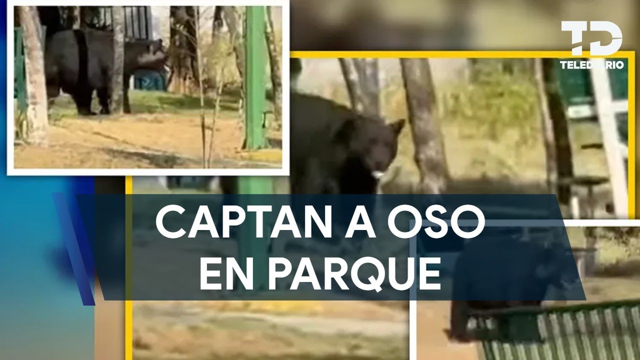 Captan a oso paseando en parque en la colonia Satélite en Monterrey
